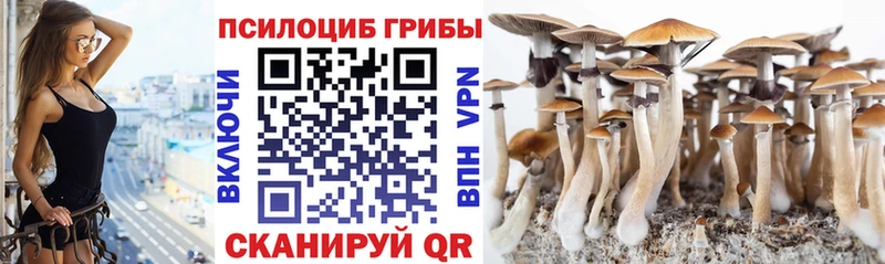 хочу Кочубеевское Псилоцибиновые грибы мицелий